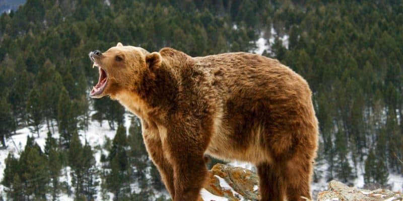 Ranking The 10 Best Bear Sprays of 2019